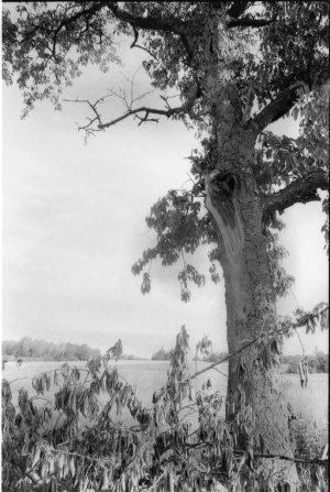 InkaJansen 03