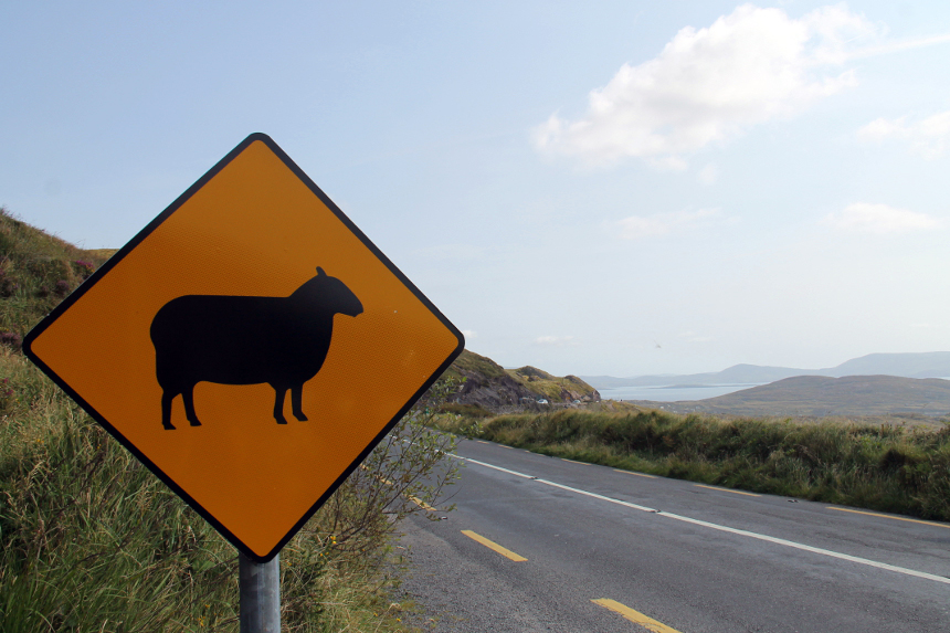 Vorsicht, Schafe auf der Fahrbahn! In Irland laufen Schafe frei herum.