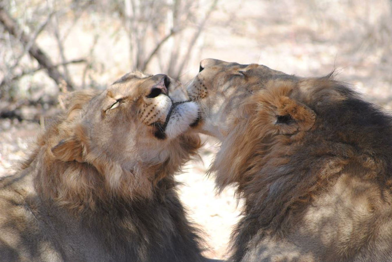 Der Löwe zählt als der König unter den afrikanischen Raubtieren.